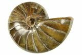 Cut & Polished Jurassic Nautilus Fossil (Half) - Madagascar #288008-1